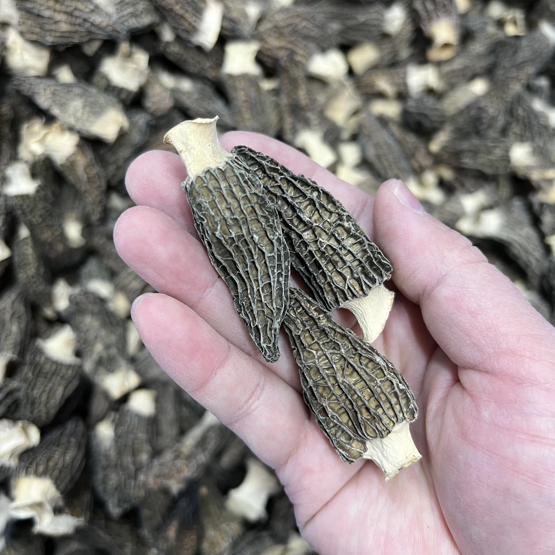 [新货羊肚菌]干货云南特产4-8厘米菌菇类干货羊肚菇蒸蛋