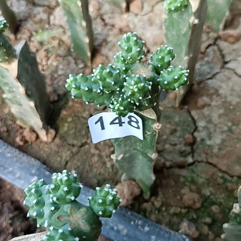 水仙情郎一棵紫色花148