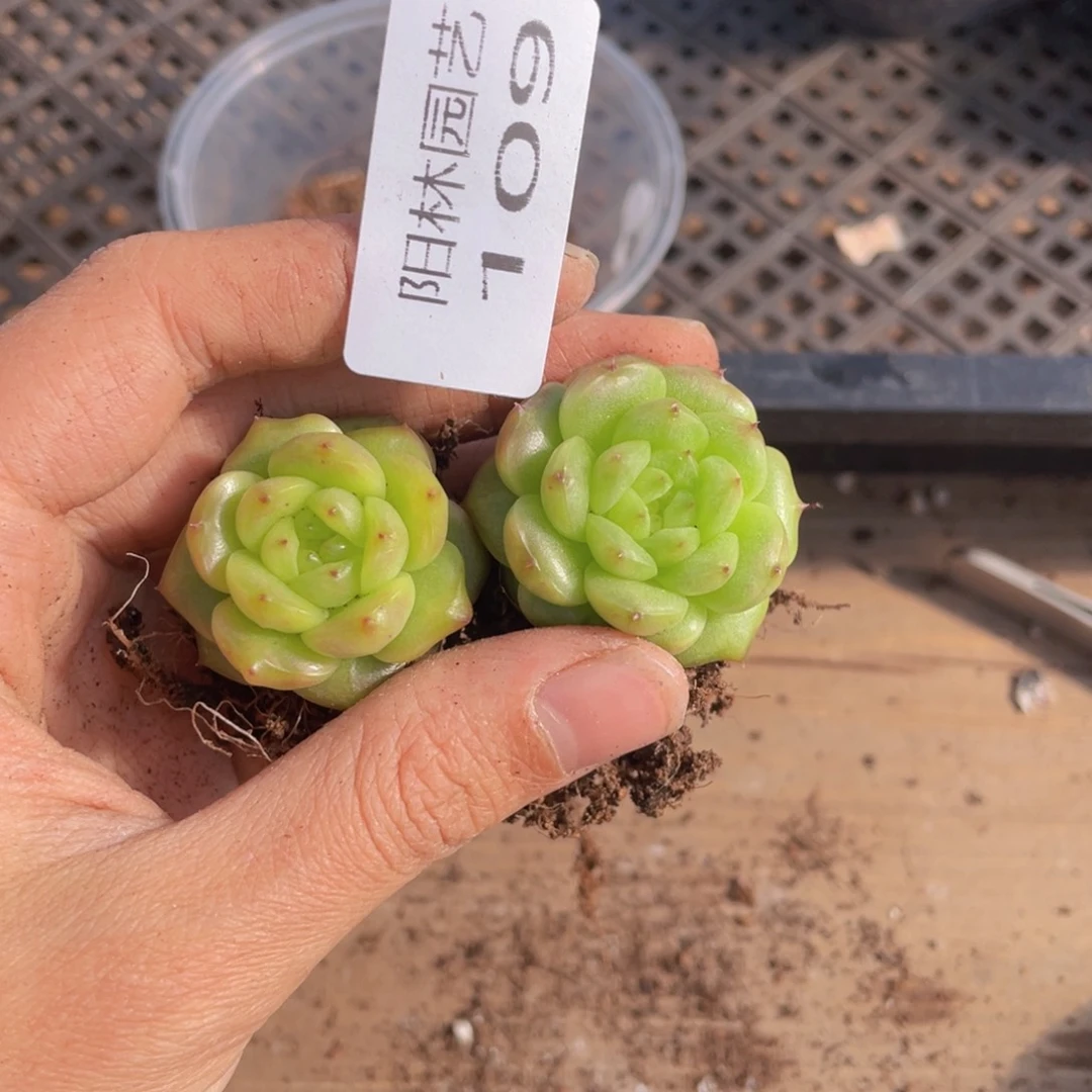 多肉植物多肉植物109