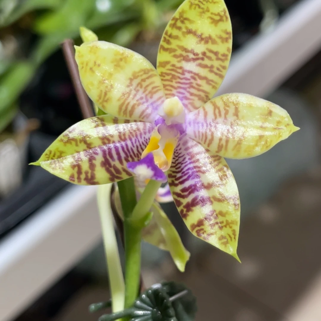 完全开放弥陀241-1361-超级大漏