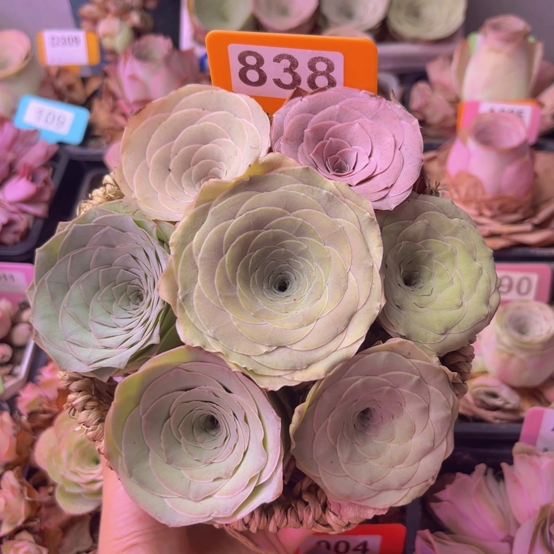 山地玫瑰花篮838 7颗带篮