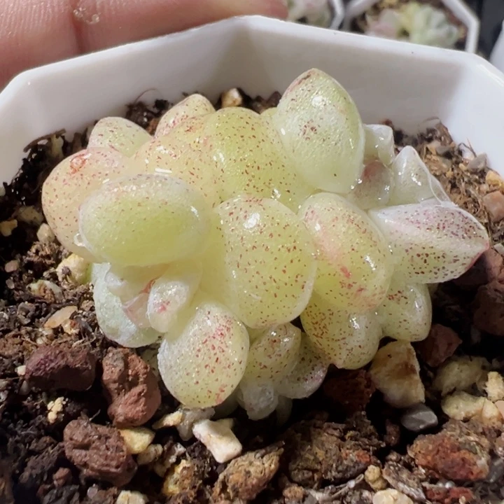 冰玉石化多肉植物大战