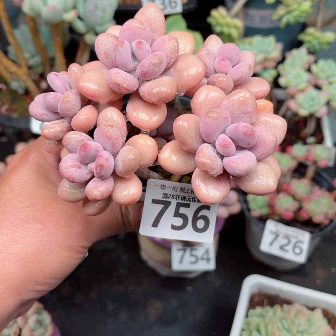 糖果桃蛋5头无盆土发货