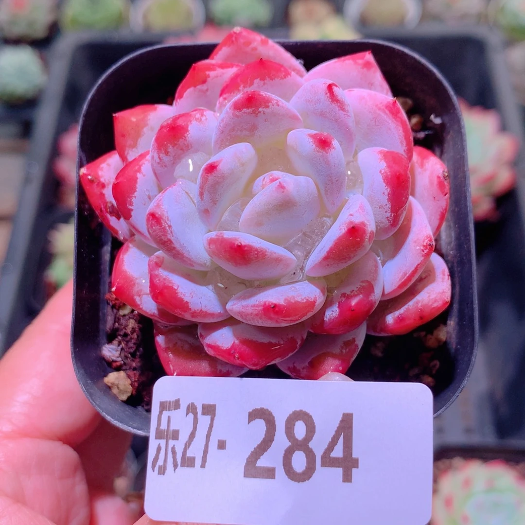乐然27-284 橙梦露