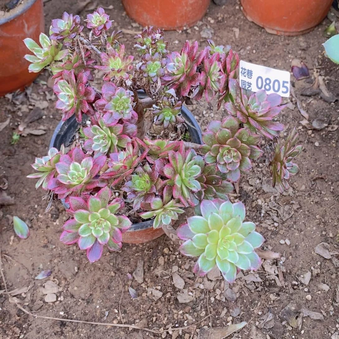 805 号一物一拍多肉植物
