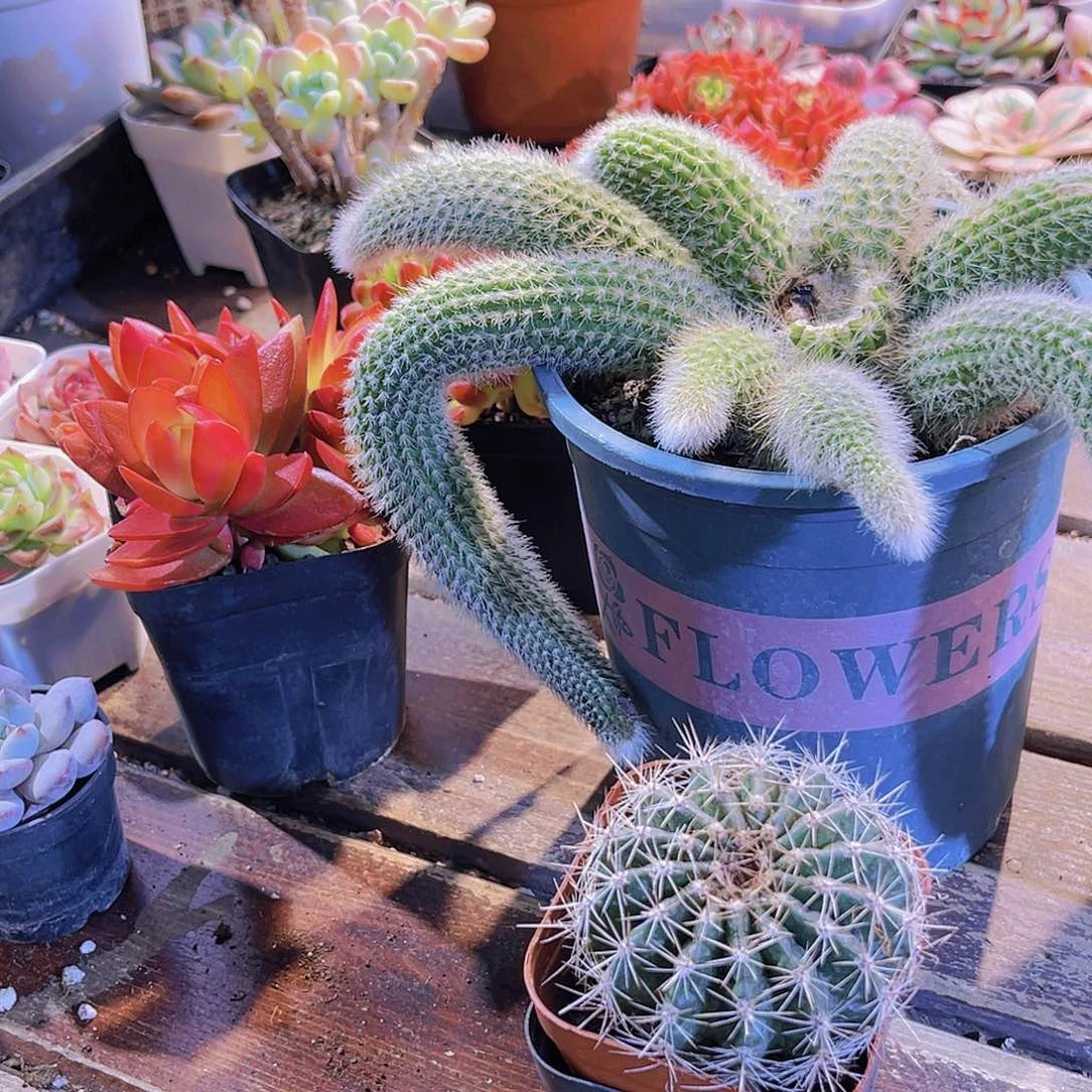 九尾狐。仙人球1111111