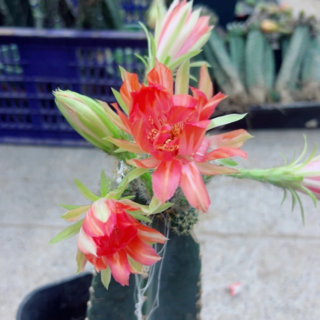 下37嫁接丽花斑点歪掰花脱土发货