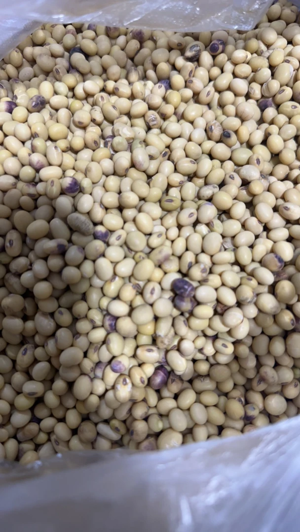 农村爷爷自家种的黄豆