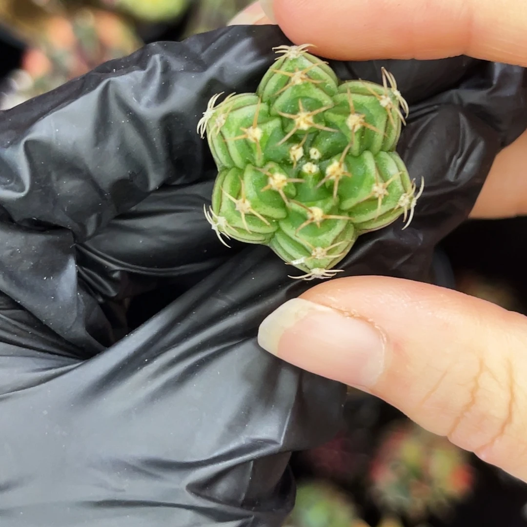 六棱锥 一物一拍 脱土