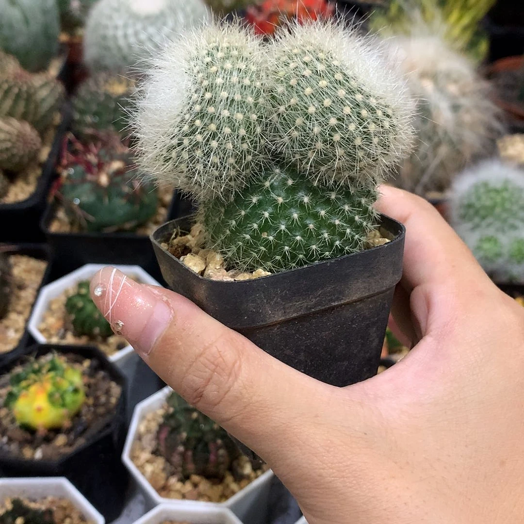 当前无花栽培后可以开花白雪光球上球