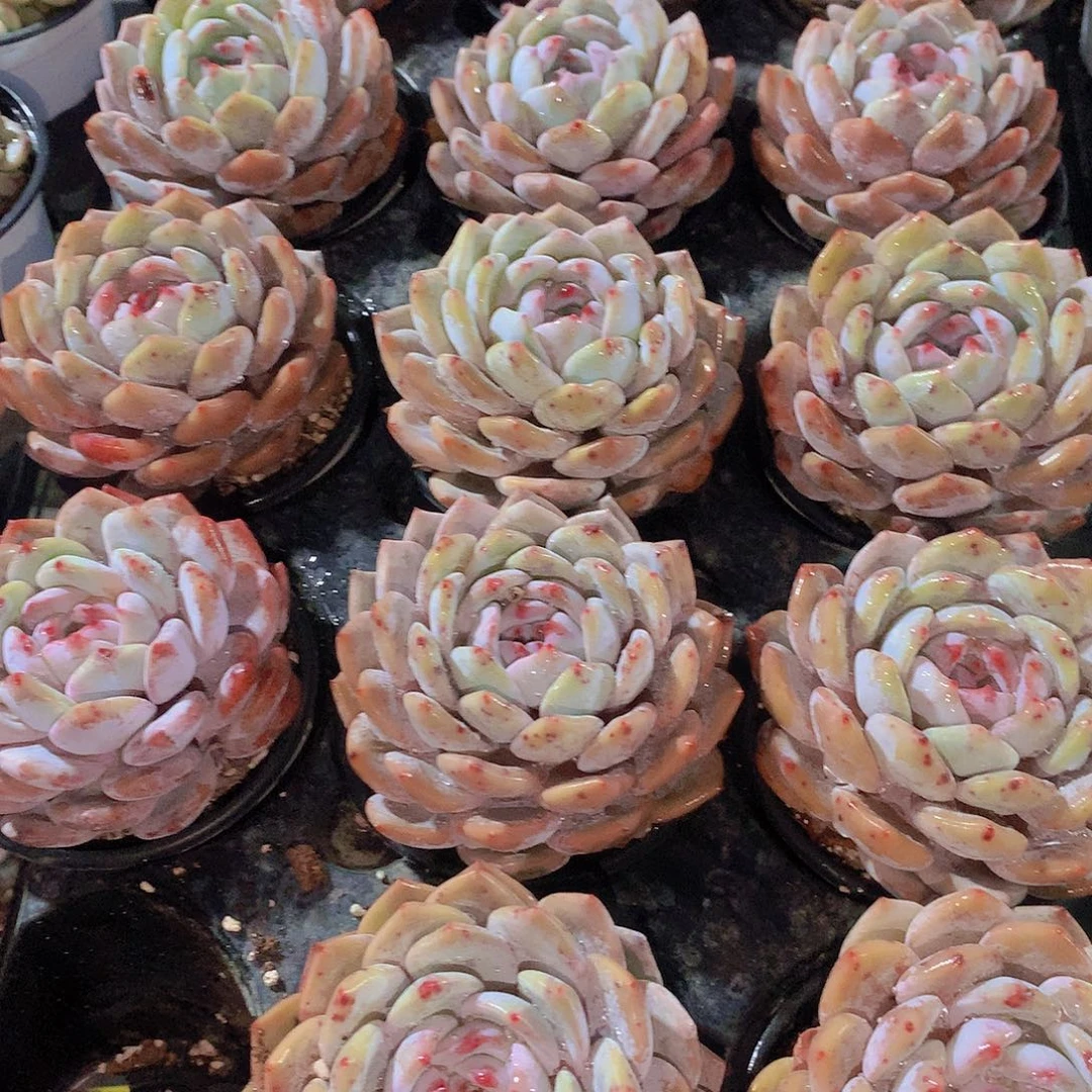 大天使橙2467889900000