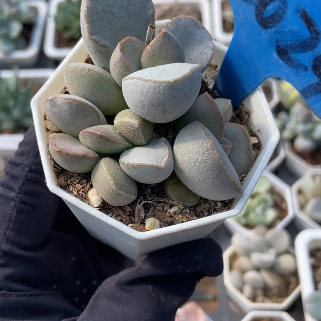 2029绿磨砂多肉植物保护