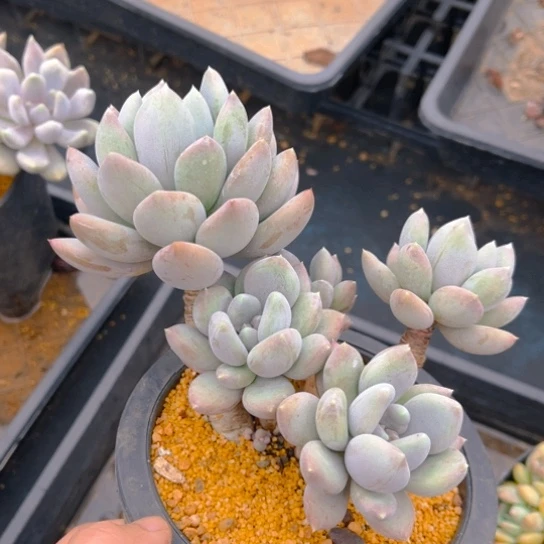 珍珠美人老桩群生