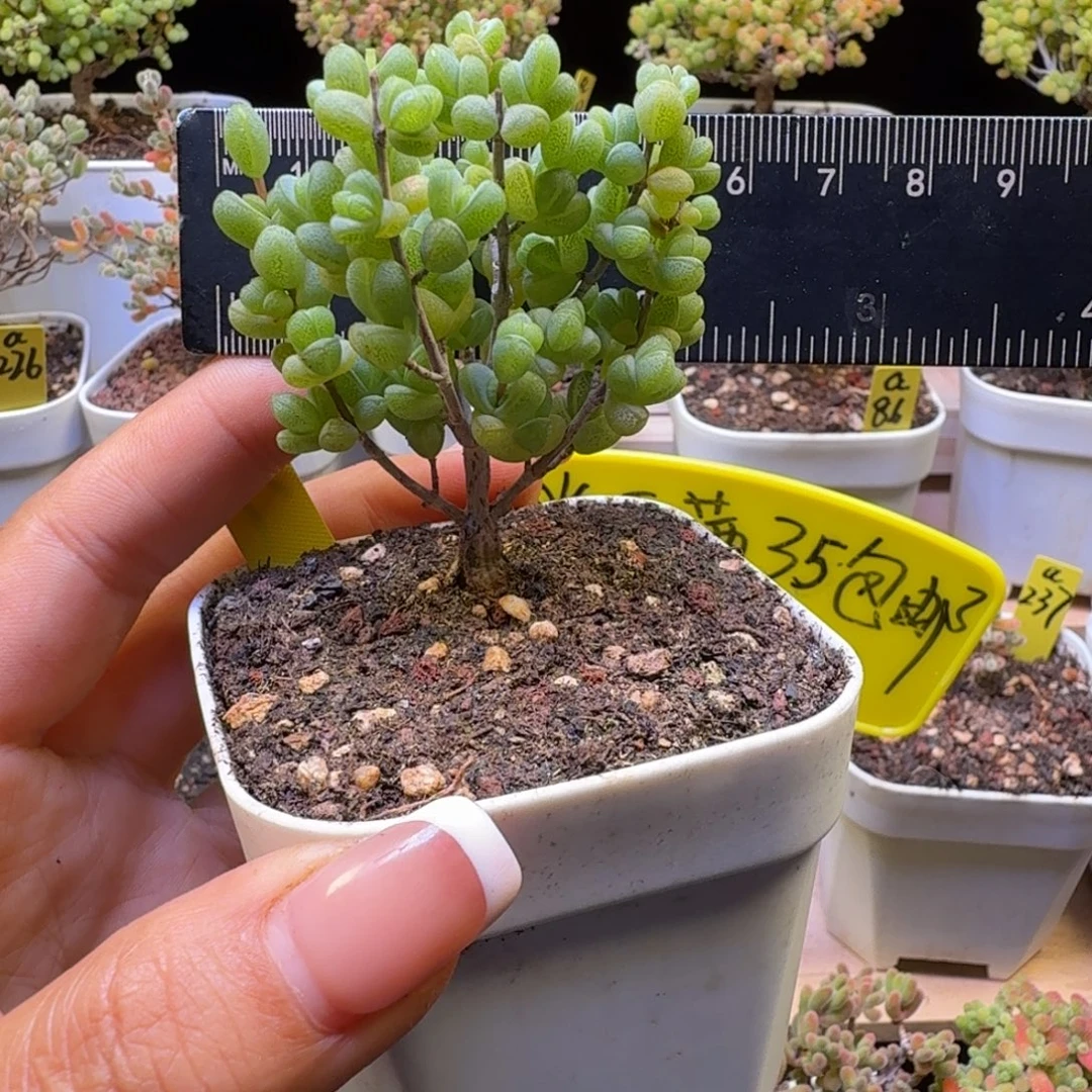 a37号元宝冠服6厘米左右