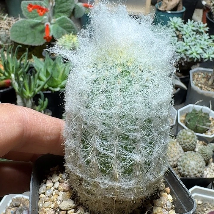 382娜娜老乐柱脱土发货