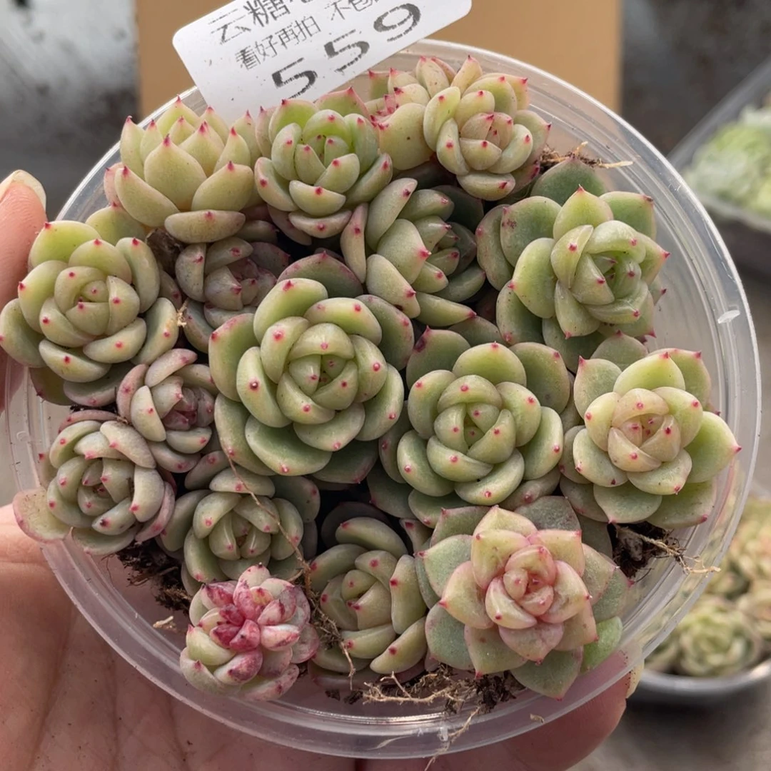 云糖心多肉植物559