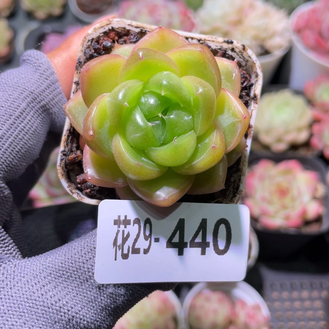 花利美29-440珍妮
