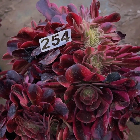 香****?多肉植物一个