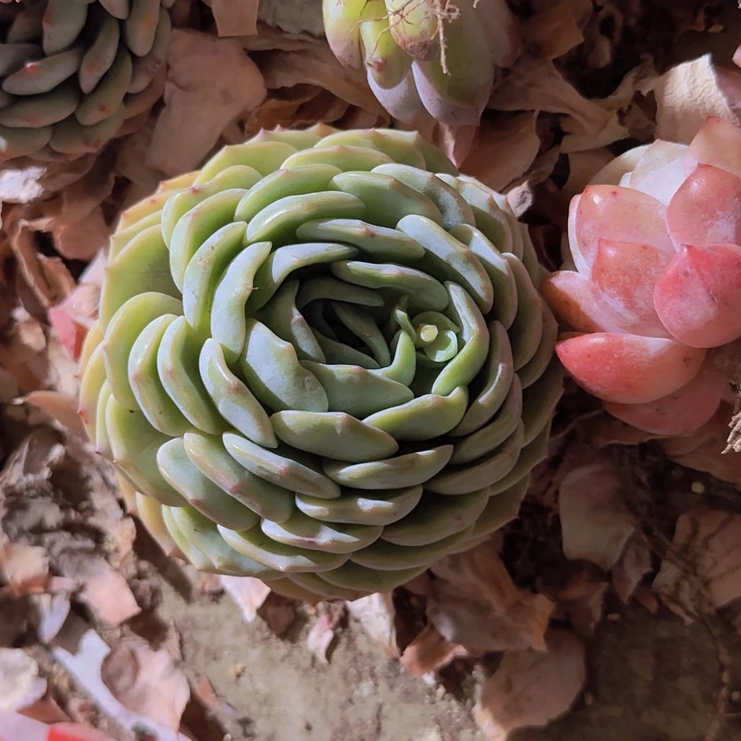 大*恋劳林单头一物一拍