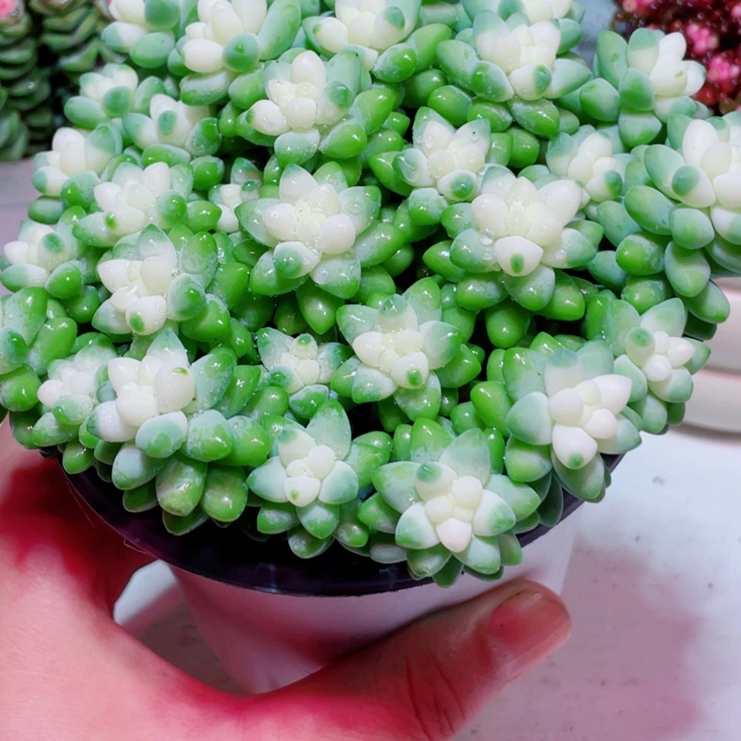 雪花玉坠凑单满9.9包邮发