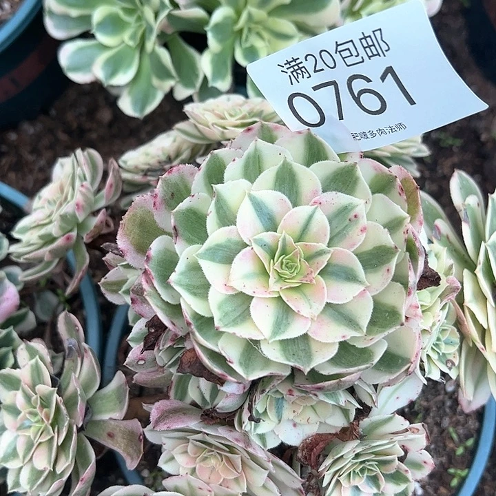 月***徭0761倾城多肉植物