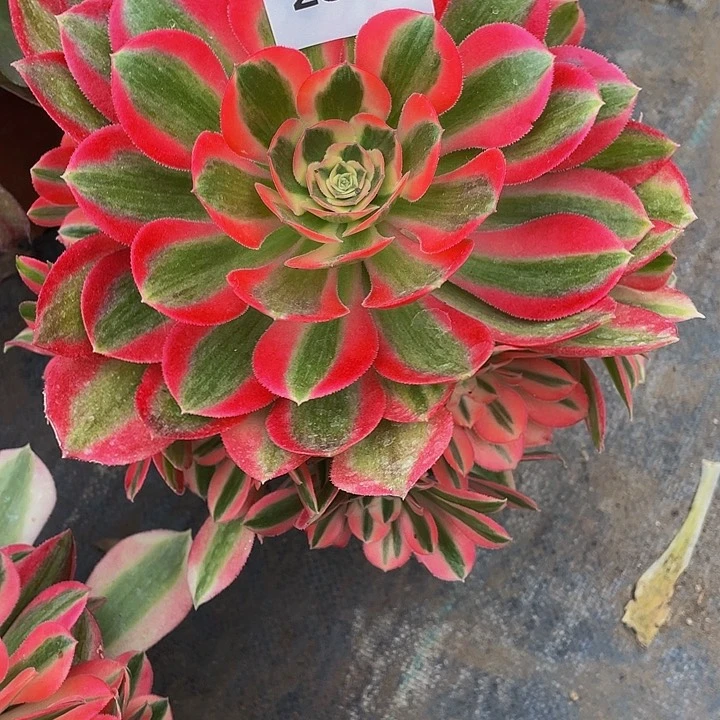 287多肉植物的生长