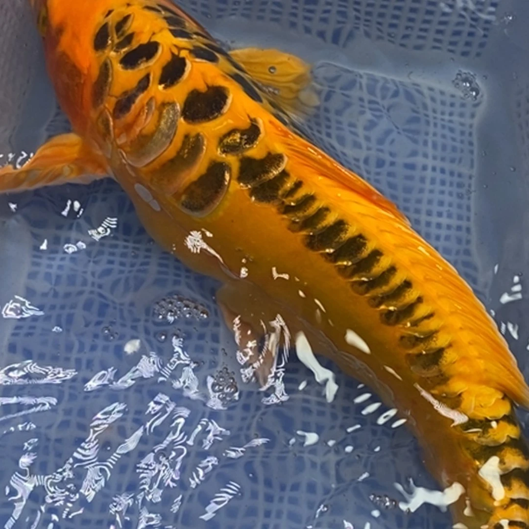 锦鲤锦鲤（无开箱视频不售后）