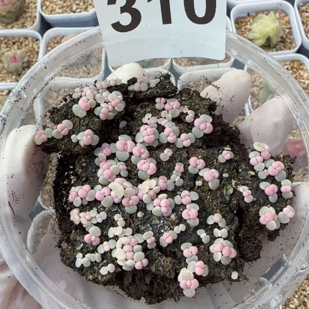 310号彩虹奶酪一盒