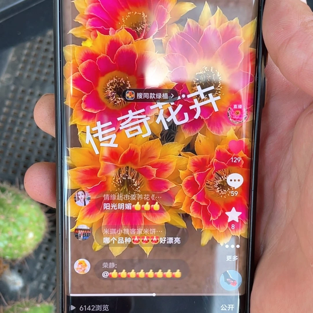 丽 阳光明媚侧芽 歪 满20包邮4公分以上