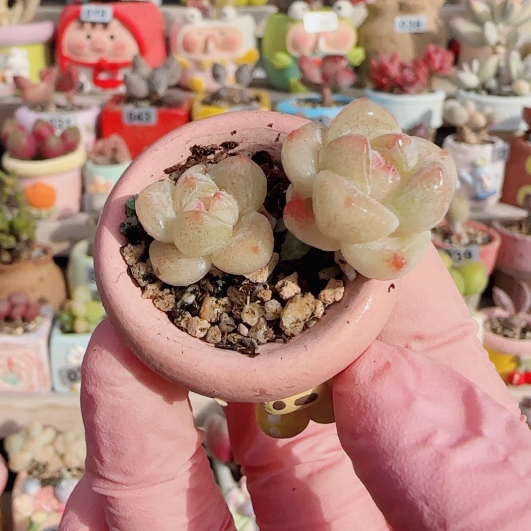 白底冰玉 盆口2.5cm