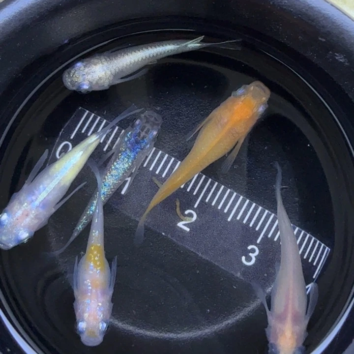 海水鱼混搭短球56号