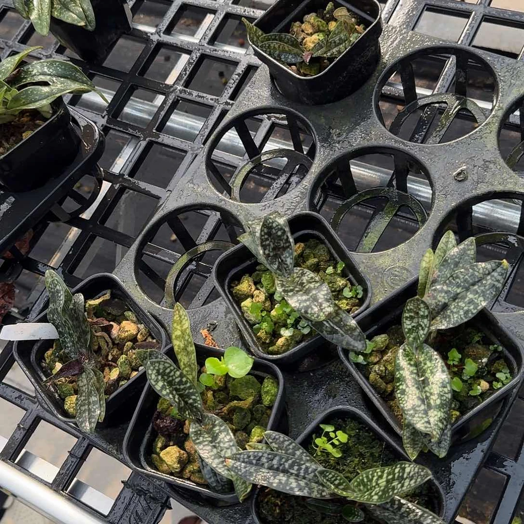 当前无花栽培后可以开花  胡志明，瑕疵