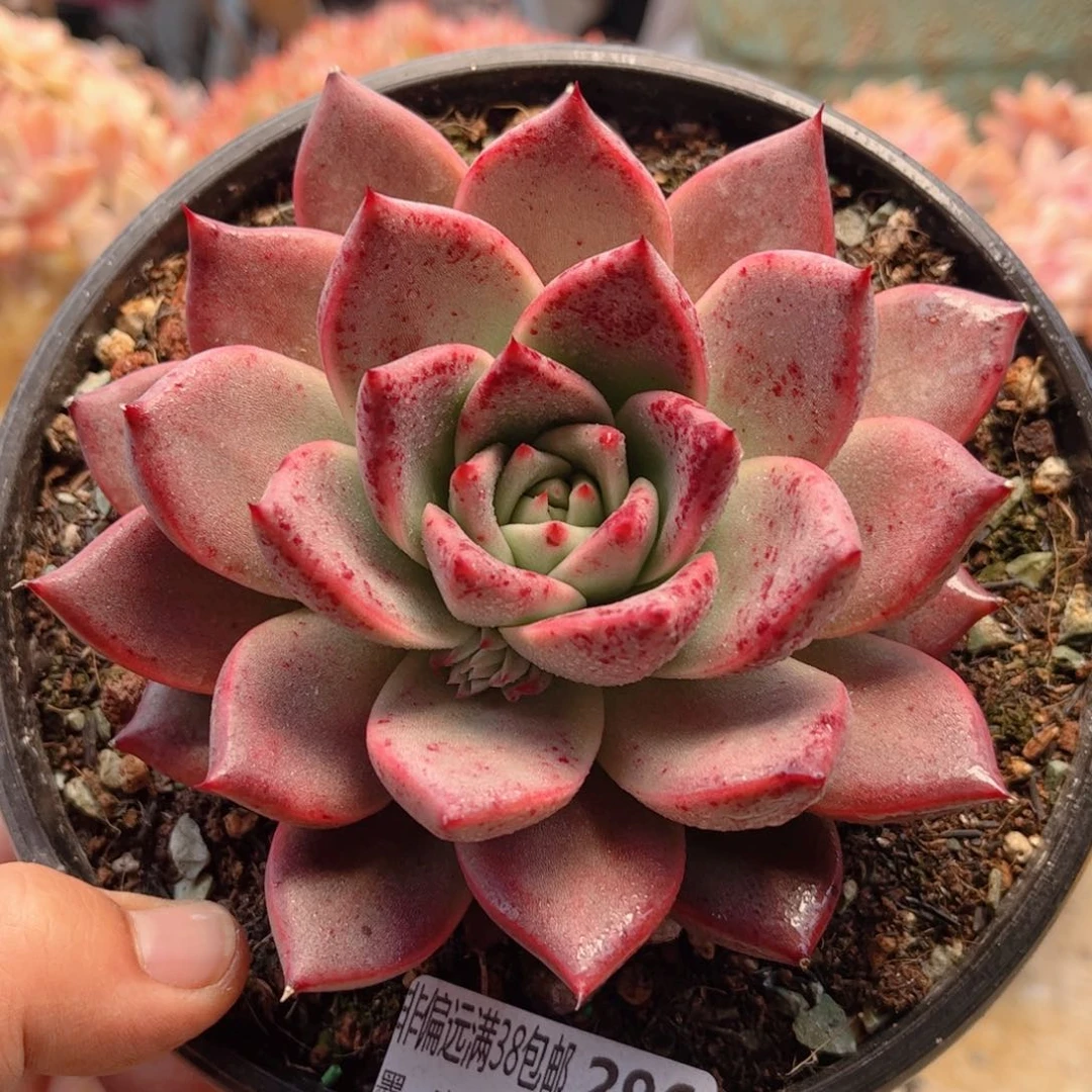 296红颜蜜语德华多肉