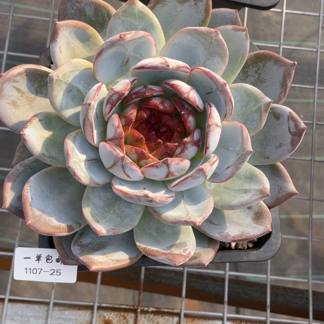 1107-25-长相思，，，，，，