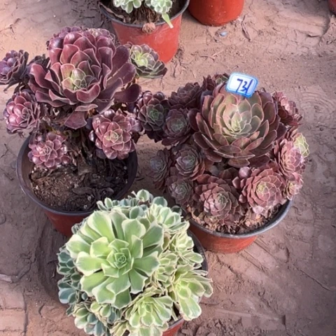 731多肉植物组合，