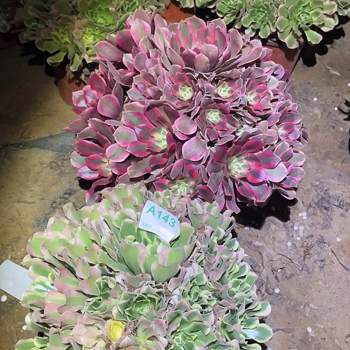 多肉植物断枝不包143白凤女妖