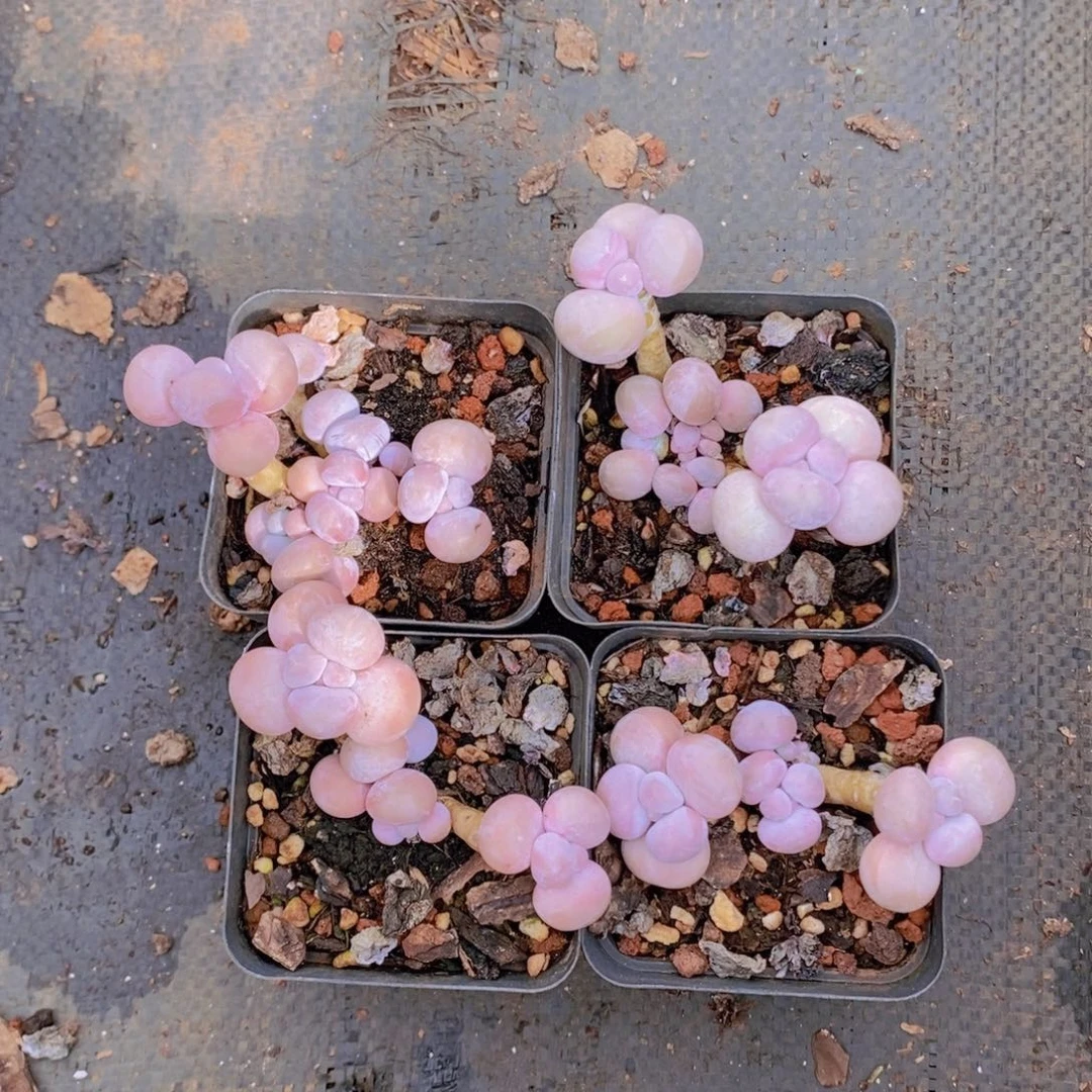 橙奶4棵多肉植物