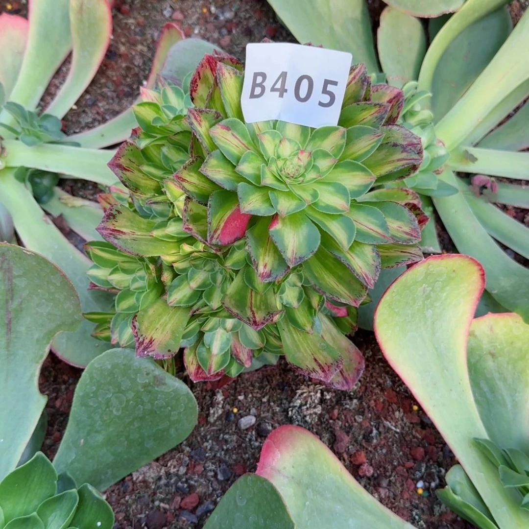 温*405知否实拍发货