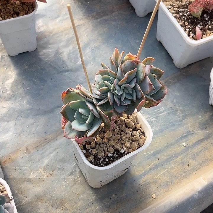 i***e多肉植物白凤缀化