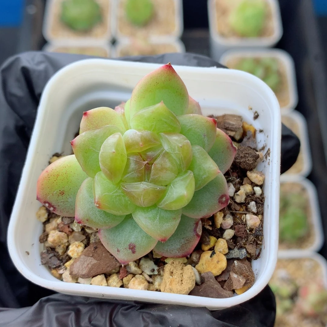 58包邮  群生不包整荔枝37