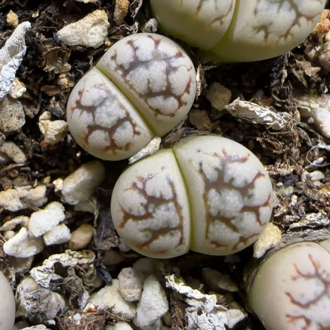 7.16。。。云映。。。2018