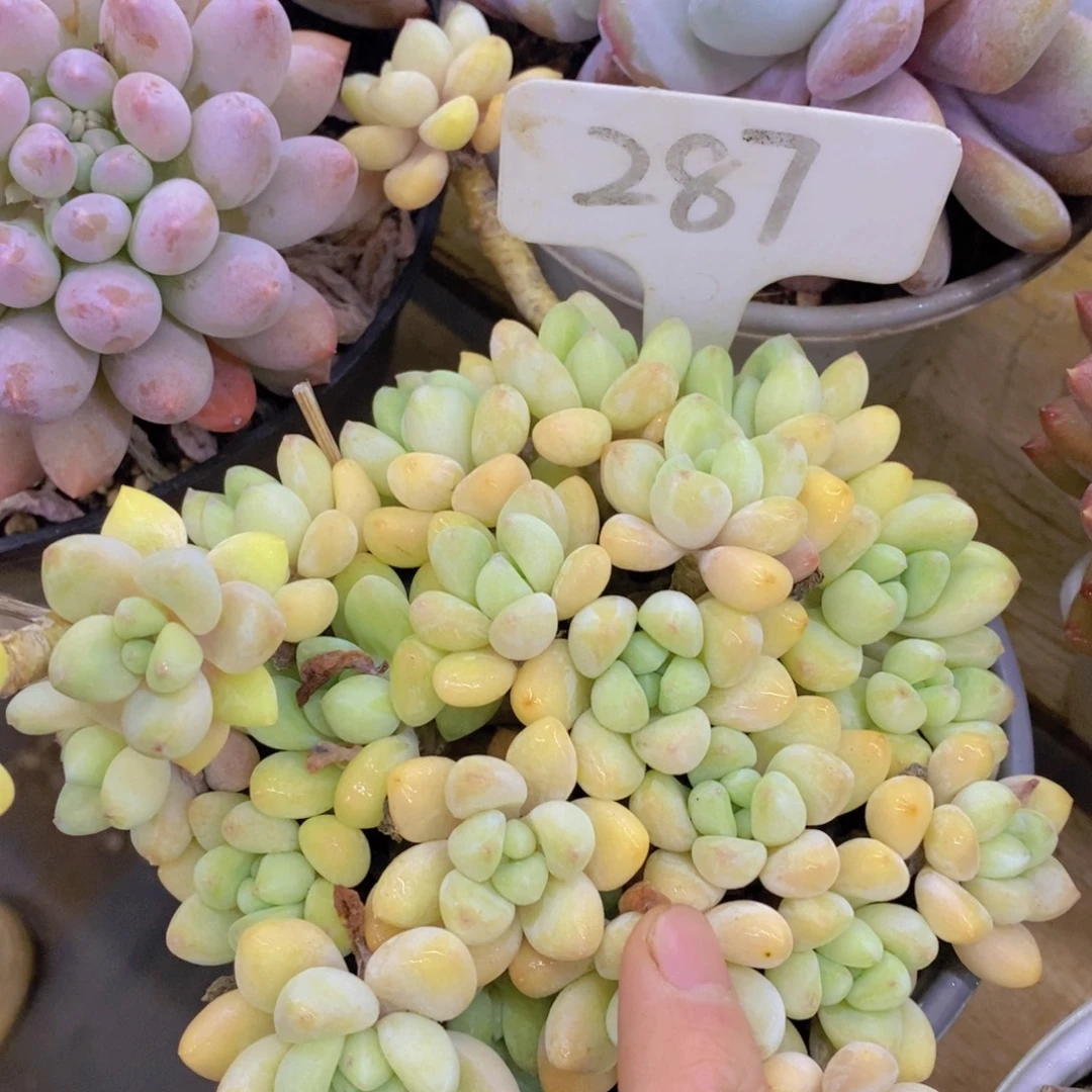 跨年夜，福利专场，一单就包邮，感谢大家