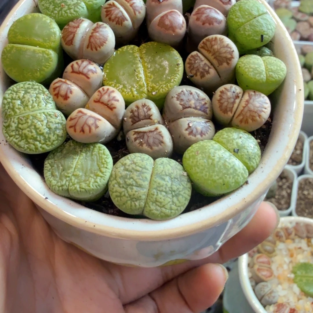 多肉植物福利来咯910