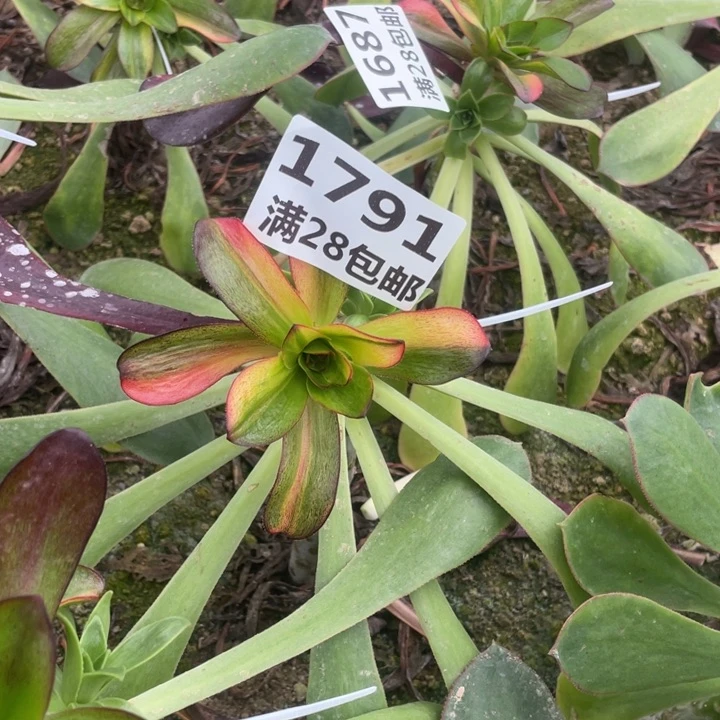 朱****店1791巫毒七彩三号棚