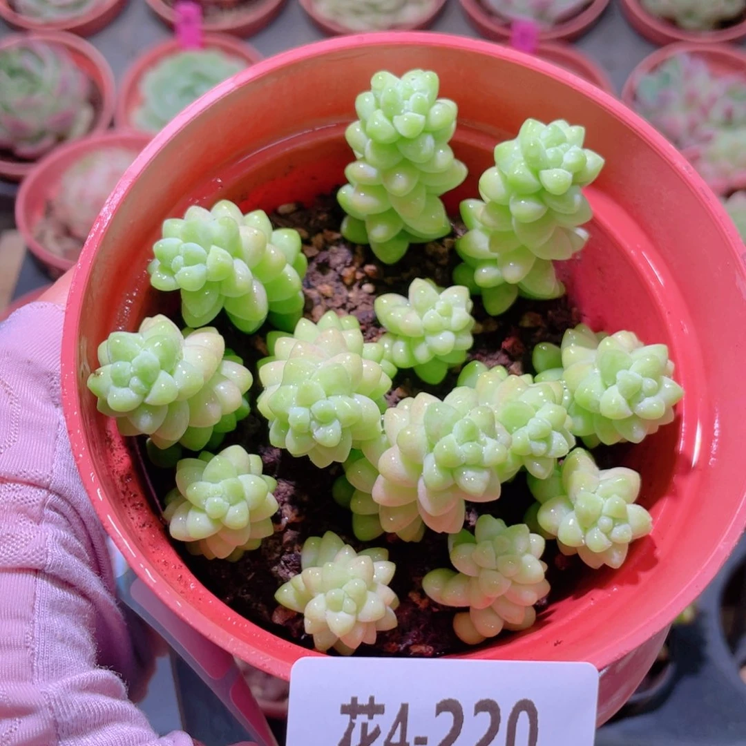 花利美4-220玉坠