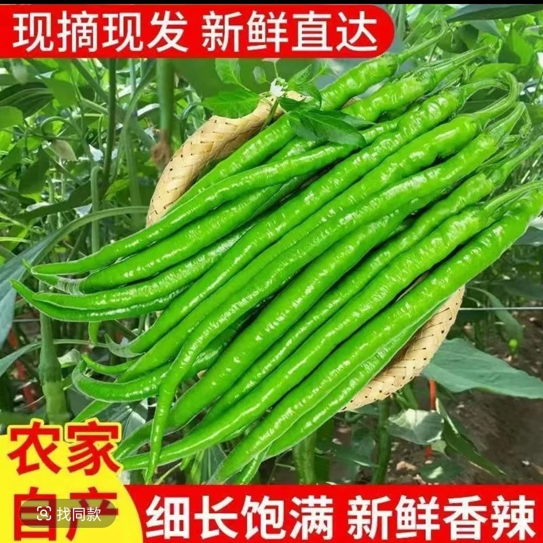 山东大棚线椒二荆条5斤