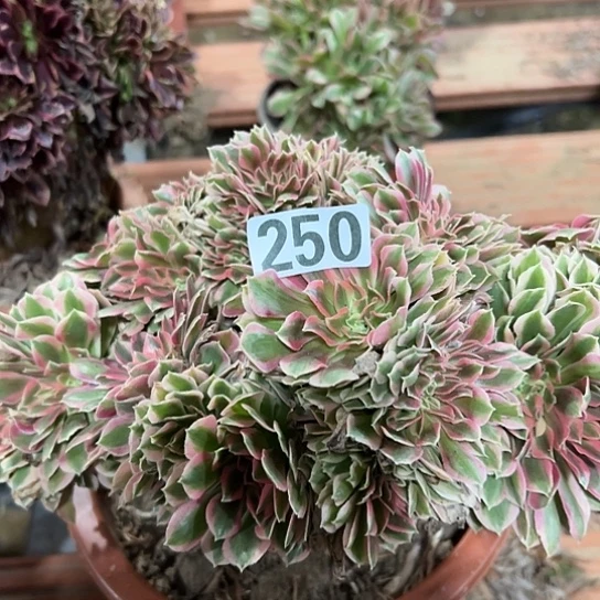 闲***乐多肉植物一个女巫250