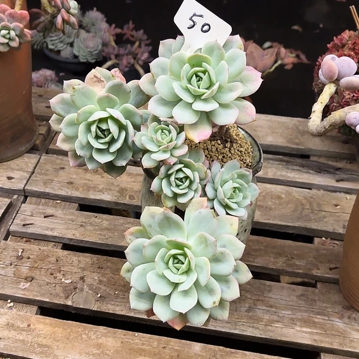 多肉植物，恋曲50号