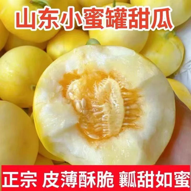 现货直发山东小蜜蜂甜瓜星甜20蜜罐香瓜当季新鲜水果甜香薄皮tf