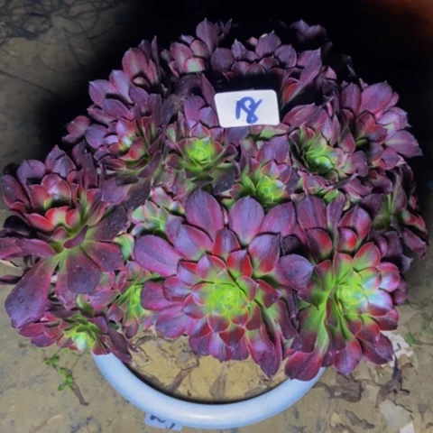 荷兰玫瑰锦多肉18多肉